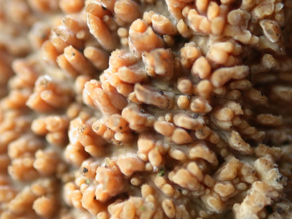 Radulomyces molaris ... ??? (Radulomyces molaris)